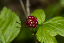 dwarf raspberry