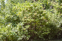 European cranberrybush