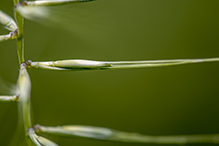 eastern bottlebrush grass (var. hystrix)