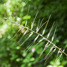 eastern bottlebrush grass