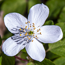 eastern false rue anemone