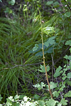eastern prickly gooseberry