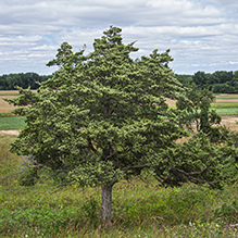 eastern redcedar