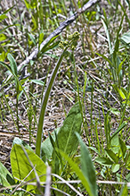 eastern swamp saxifrage