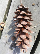 eastern white pine