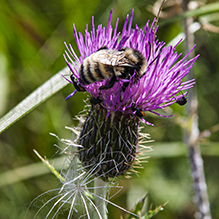 Flodman’s thistle