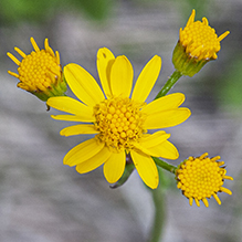 falsegold groundsel