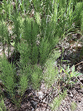 field horsetail