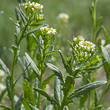 field pennycress