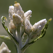 Field pussytoes - Featured photo