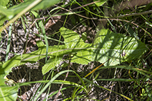 field sow thistle (ssp. uliginosus)