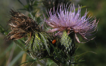 field thistle