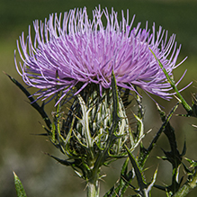 field thistle