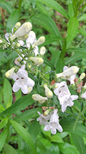 foxglove beardtongue