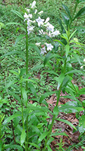 foxglove beardtongue