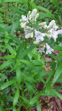 foxglove beardtongue