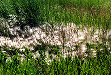 foxtail barley