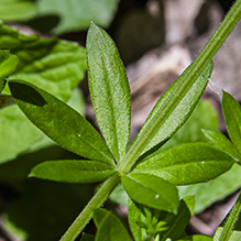 fragrant bedstraw