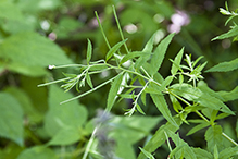 fringed willowherb (ssp. ciliatum)