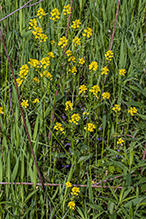 garden yellowrocket