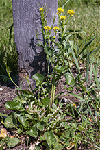 garden yellowrocket