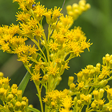 giant goldenrod
