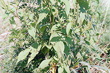 giant ragweed