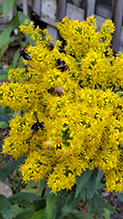goldenrod (Solidago sp.)