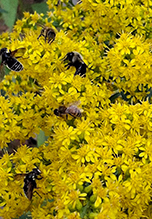 goldenrod (Solidago sp.)