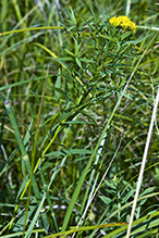 grass-leaved goldenrod