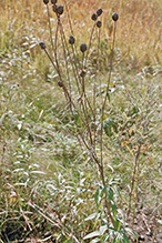 gray-headed coneflower