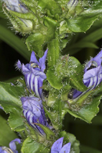 great blue lobelia (var. siphilitica)