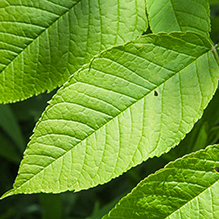 Green Ash - Featured photo