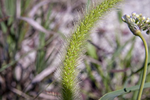 green foxtail (var. viridis)