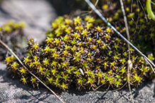 grimmia dry rock moss