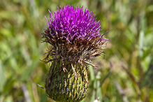 Hill’s thistle