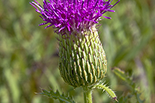 Hill’s thistle