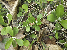 Howell’s pussytoes (ssp. neodioica)