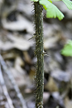 hairy-stem gooseberry