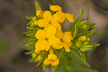 hairy puccoon