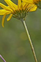 hairy sunflower