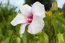 halberd-leaf rosemallow
