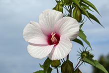 halberd-leaf rosemallow