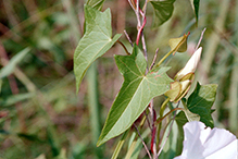hedge bindweed (ssp. angulata)