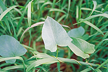 hedge bindweed (ssp. angulata)