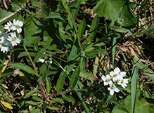 hoary alyssum