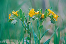 hoary puccoon hoary puccoon