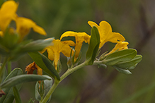 hoary puccoon