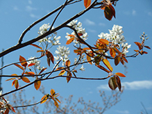 inland serviceberry
