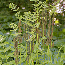 interrupted fern